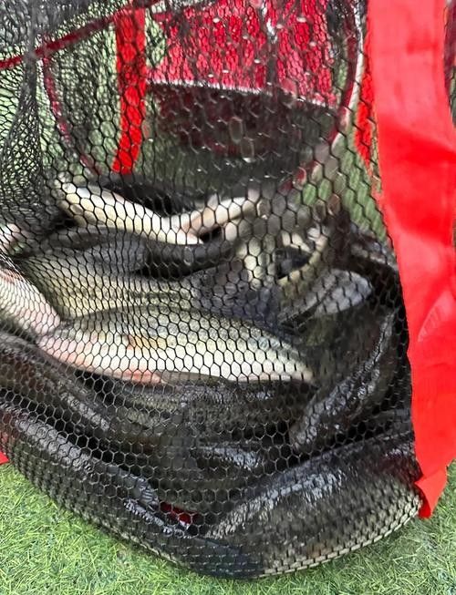 垂釣園有哪些魚類可以釣？：垂釣園可以釣到哪些魚類？ 垂釣園有哪些魚類可以釣？：垂釣園可以釣到哪些魚類？ 龍魚百科 第5張
