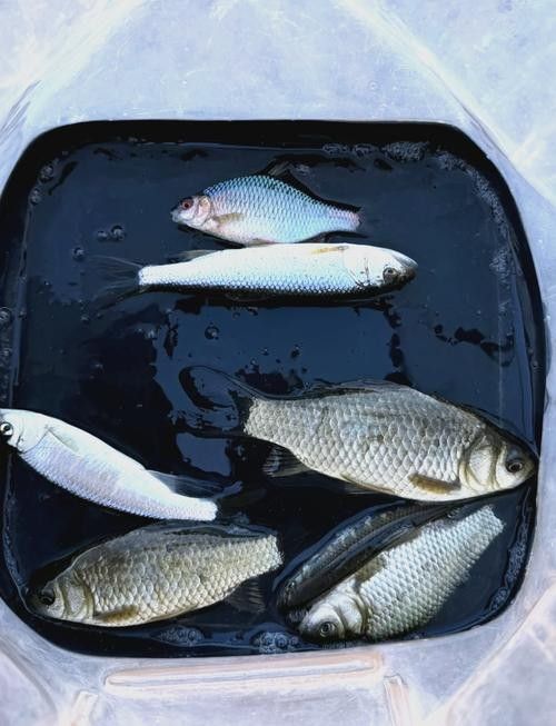 垂釣園有哪些魚類可以釣？：垂釣園可以釣到哪些魚類？ 垂釣園有哪些魚類可以釣？：垂釣園可以釣到哪些魚類？ 龍魚百科 第2張