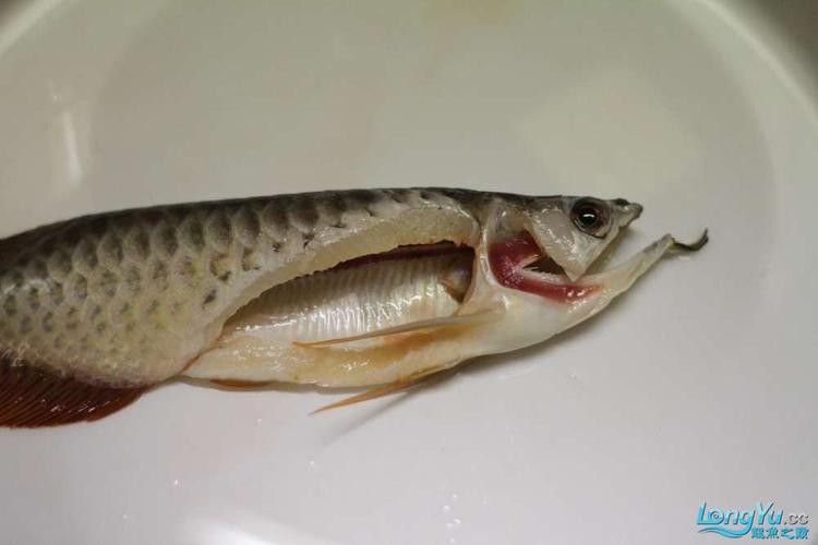 龍魚解剖圖高清版：魚解剖圖高清版提供了一種直觀的方式來理解龍魚的內部結構