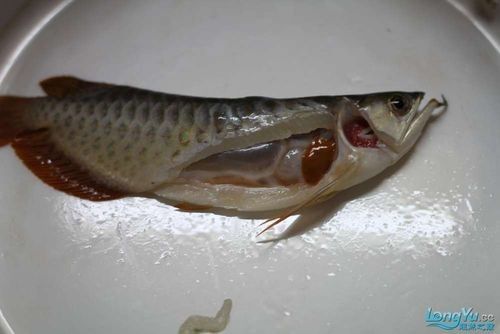 龍魚解剖圖高清版：魚解剖圖高清版提供了一種直觀的方式來理解龍魚的內部結構