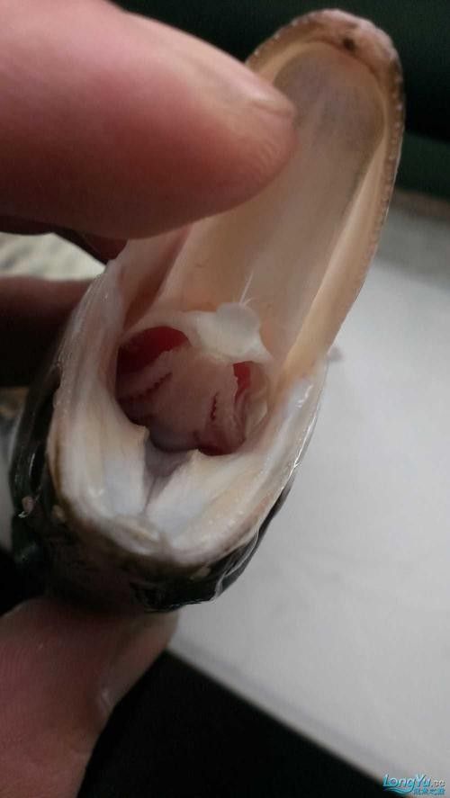 龍魚解剖圖高清版：魚解剖圖高清版提供了一種直觀的方式來理解龍魚的內部結構