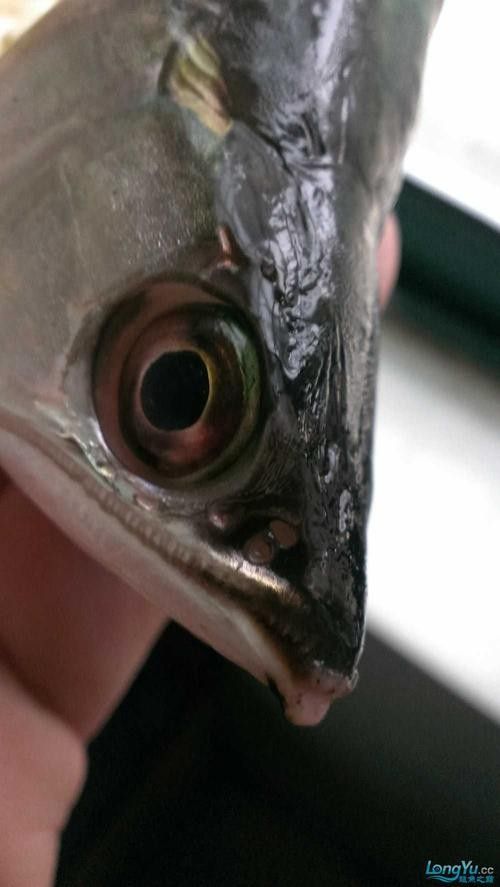 龍魚解剖圖高清版：魚解剖圖高清版提供了一種直觀的方式來理解龍魚的內部結構