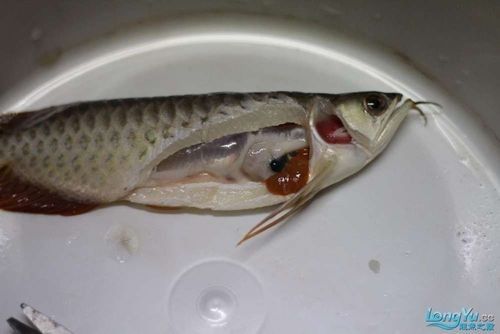 龍魚解剖圖高清版：魚解剖圖高清版提供了一種直觀的方式來理解龍魚的內部結構