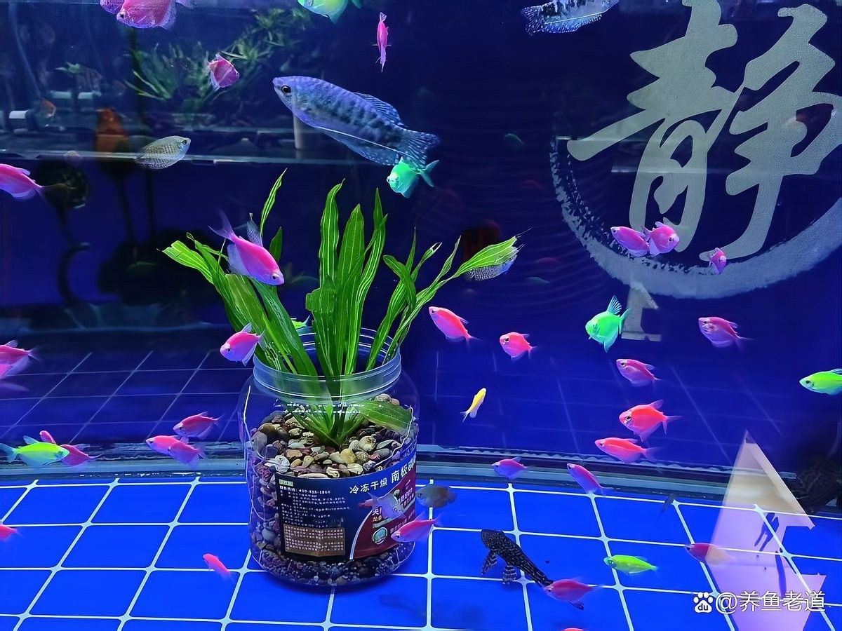 龍虎混養(yǎng)的最佳溫度是多少：龍虎混養(yǎng)的最佳水溫是多少？ 龍虎混養(yǎng)的最佳溫度是多少：龍虎混養(yǎng)的最佳水溫是多少？ 龍魚百科 第7張