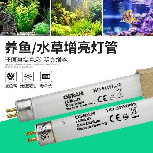 仟魚T5燈管的價格是多少:仟魚t5燈管價格 龍魚百科 第1張 仟魚T5燈管的價格是多少:仟魚t5燈管價格 仟魚T5燈管的價格是多少:仟魚t5燈管價格 龍魚百科 第1張