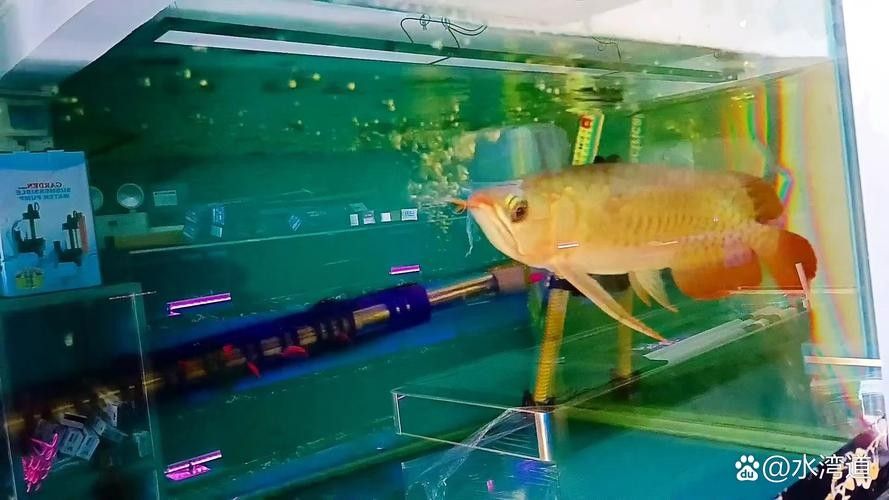新手養金龍魚需要準備哪些設備？：新手養金龍魚需要準備哪些設備