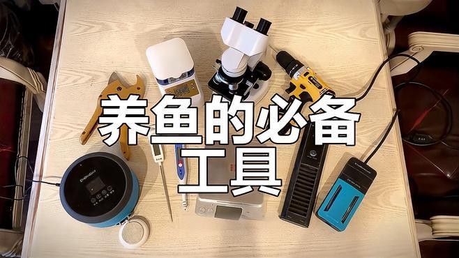 新手養金龍魚需要準備哪些設備？：新手養金龍魚需要準備哪些設備