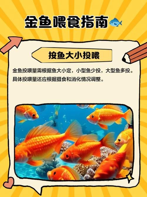 新手養金龍魚需要準備哪些設備？：新手養金龍魚需要準備哪些設備