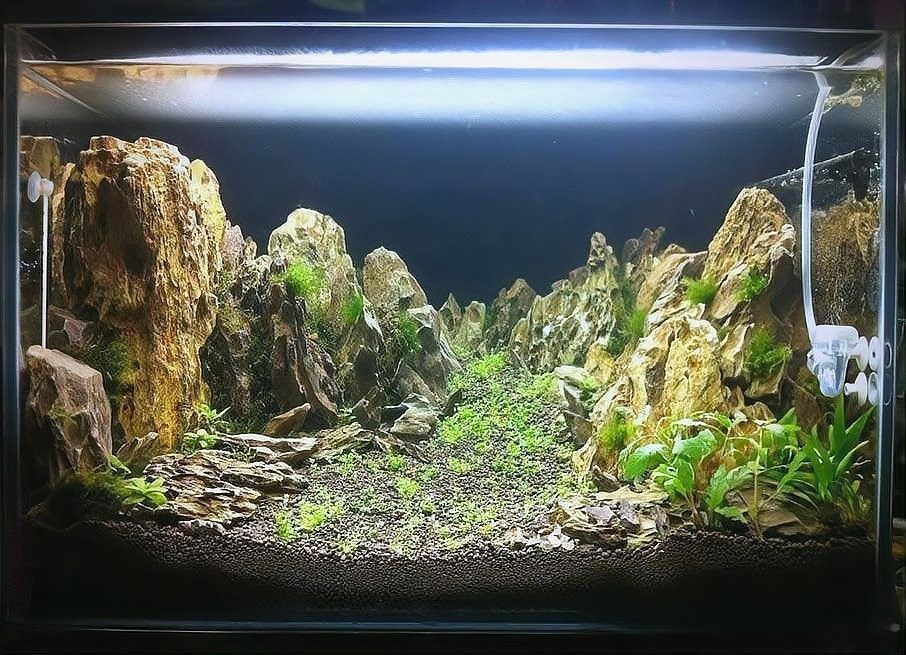 如何設置古典藍龍魚的魚缸環境：古典藍龍魚如何選擇