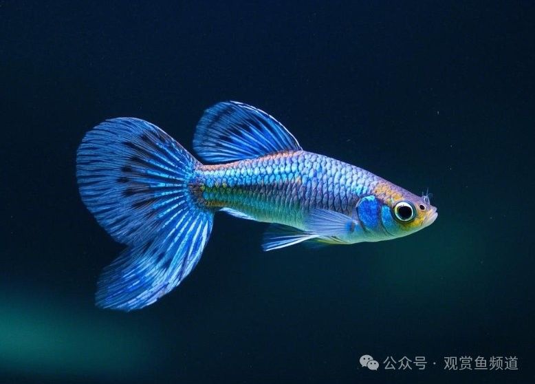 哪些魚類對(duì)水質(zhì)要求較高：對(duì)水質(zhì)要求較高的魚類