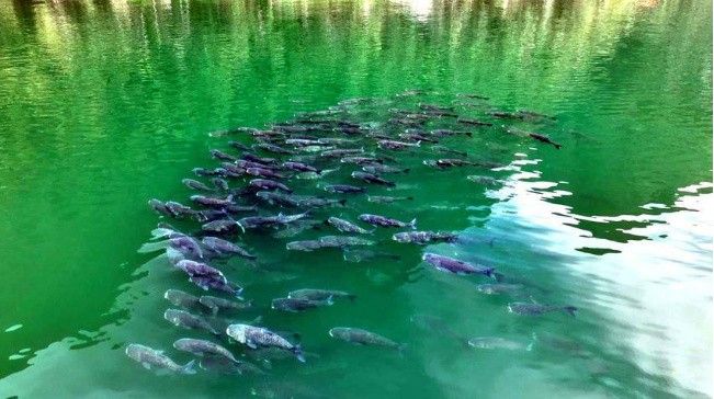 鶴峰哪個水族館龍魚好？祥龍魚場龍魚：祥龍漁場：龍魚養殖的全球標桿