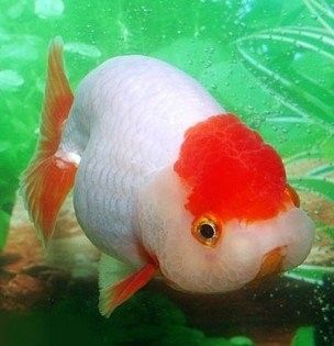 金源財(cái)富花卉交易市場(chǎng)還有哪些水族店：北京金源財(cái)富花卉交易市場(chǎng)哪個(gè)水族店最大