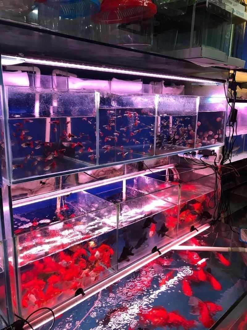 金源財(cái)富花卉交易市場(chǎng)還有哪些水族店：北京金源財(cái)富花卉交易市場(chǎng)哪個(gè)水族店最大