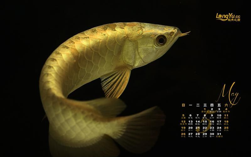 龍魚之巔和龍巔商城哪個更可靠：龍魚之巔與龍巔商城哪個更可靠