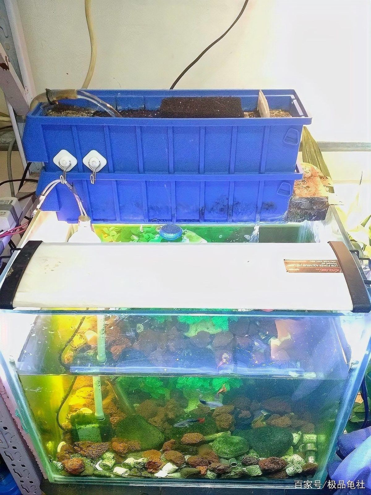 上濾魚缸濾材如何擺放：養魚說，魚缸濾材擺放有講究
