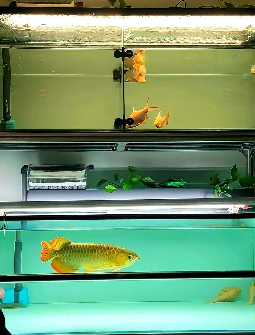 龍魚缸底濾的尺寸如何確定？：如何確定龍魚缸底濾尺寸