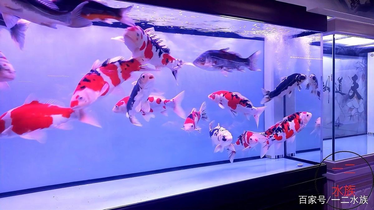龍魚缸底濾的尺寸如何確定？：如何確定龍魚缸底濾尺寸