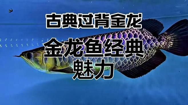 如何判斷古典過背金龍的純度？：古典過背金龍有什么特點
