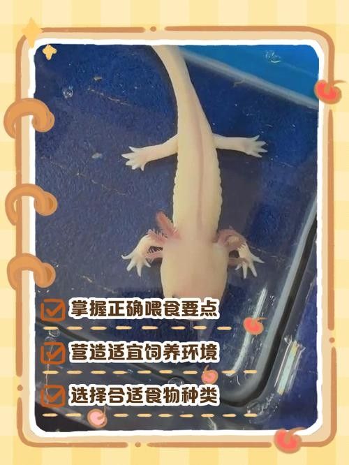 六角龍魚冬天需要喂食嗎：六角恐龍魚冬季養(yǎng)護指南