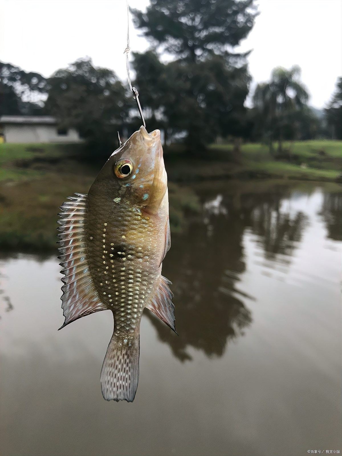 草繩恐龍魚有哪些天敵？：草繩恐龍魚的主要天敵是什么？
