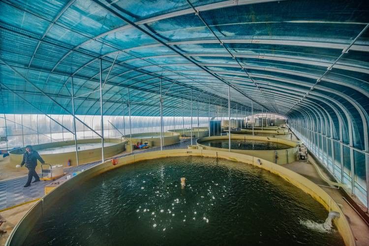 涇川哪個水族館龍魚好？祥龍魚場龍魚：川縣祥龍魚場龍魚 涇川哪個水族館龍魚好？祥龍魚場龍魚：川縣祥龍魚場龍魚 龍魚百科 第3張