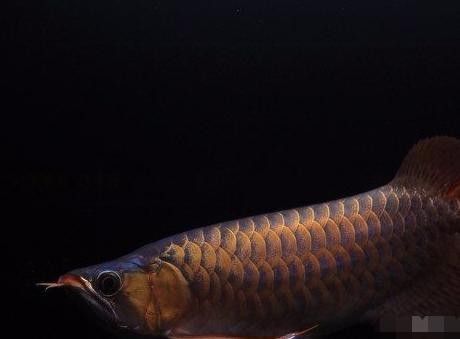 龍魚(yú)攝影作品如何評(píng)價(jià)：如何判斷龍魚(yú)攝影作品？