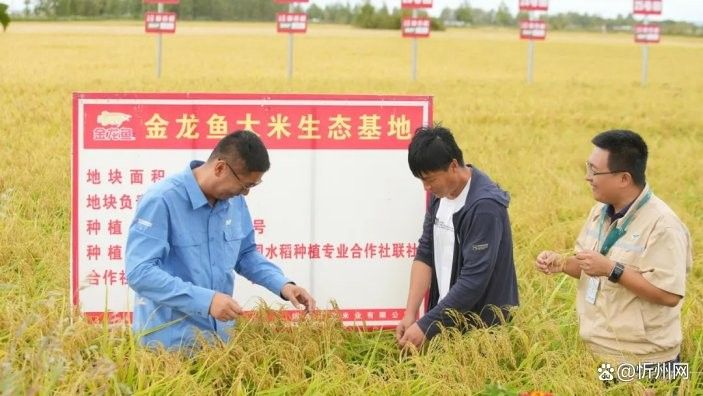 金龍魚如何結合科技敘事？：金龍魚科技敘事與品牌傳播