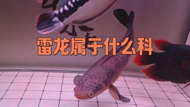 如何區分布氏鰻雷龍的品相？：分布氏鰻雷龍標本品相需要從多方面進行綜合考量 如何區分布氏鰻雷龍的品相？：分布氏鰻雷龍標本品相需要從多方面進行綜合考量 龍魚百科 第2張