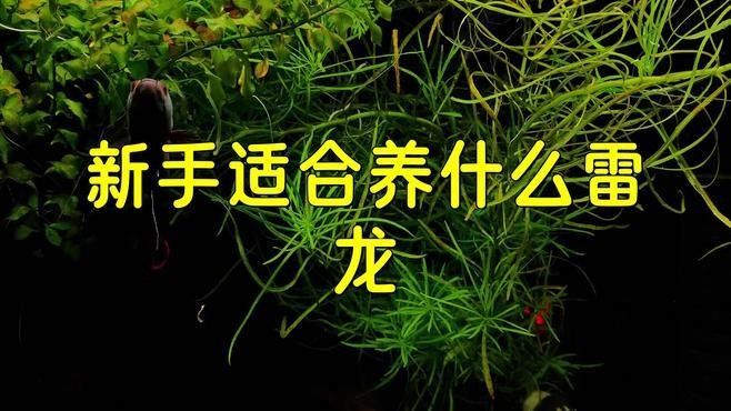 哪些雷龍魚品種價(jià)格親民？：價(jià)格親民的雷龍魚品種 哪些雷龍魚品種價(jià)格親民？：價(jià)格親民的雷龍魚品種 龍魚百科 第1張