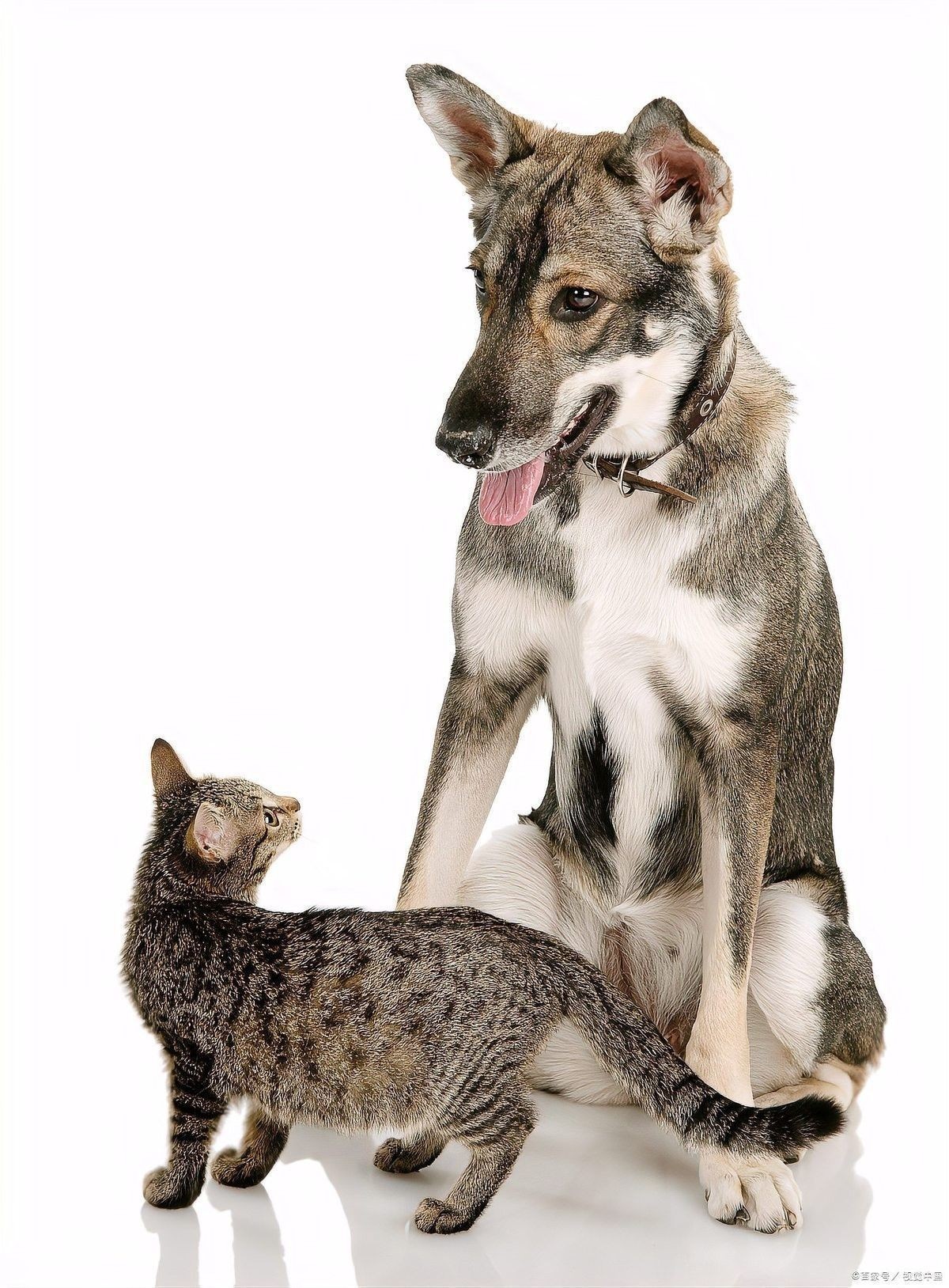 混養(yǎng)時如何避免打架？：如何避免混養(yǎng)動物打架