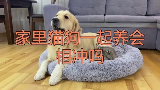 混養(yǎng)時如何避免打架？：如何避免混養(yǎng)動物打架