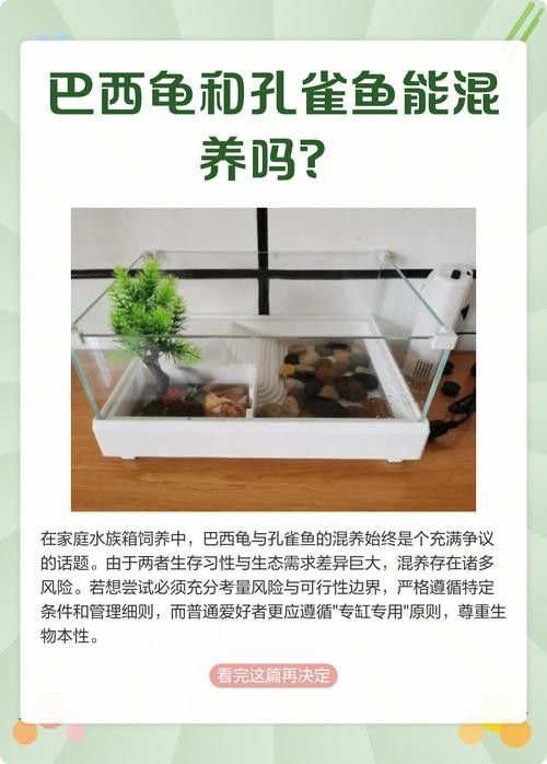 脆肉皖魚的養(yǎng)殖方法，七彩雷龍魚的養(yǎng)殖方法·如何養(yǎng)殖脆肉皖魚 脆肉皖魚的養(yǎng)殖方法，七彩雷龍魚的養(yǎng)殖方法·如何養(yǎng)殖脆肉皖魚 觀賞魚百科 第1張