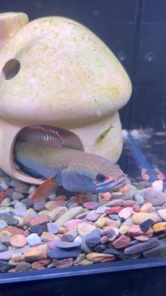 雷龍魚燈的功率多大合適：雷龍魚燈怎么選 雷龍魚燈的功率多大合適：雷龍魚燈怎么選 龍魚百科 第3張
