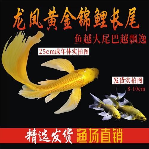 給我推薦一些黃金龍魚品種：適合初學者的黃金龍魚品種及其特點及其特點及其特點 給我推薦一些黃金龍魚品種：適合初學者的黃金龍魚品種及其特點及其特點及其特點 龍魚百科 第3張