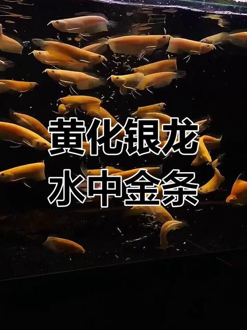 給我推薦一些黃金龍魚品種：適合初學者的黃金龍魚品種及其特點及其特點及其特點 給我推薦一些黃金龍魚品種：適合初學者的黃金龍魚品種及其特點及其特點及其特點 龍魚百科 第1張