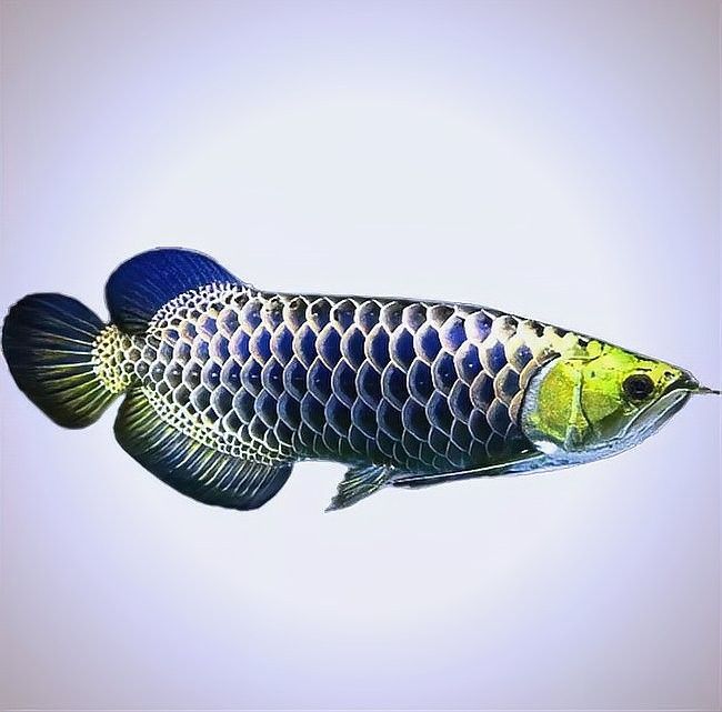 給我推薦一些黃金龍魚品種：適合初學者的黃金龍魚品種及其特點及其特點及其特點 給我推薦一些黃金龍魚品種：適合初學者的黃金龍魚品種及其特點及其特點及其特點 龍魚百科 第9張