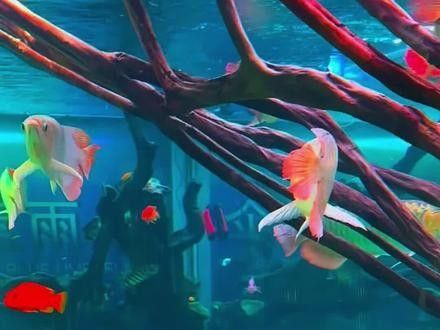 紅龍魚繁殖后的護理：紅龍魚繁殖后護理 紅龍魚繁殖后的護理：紅龍魚繁殖后護理 龍魚百科 第2張