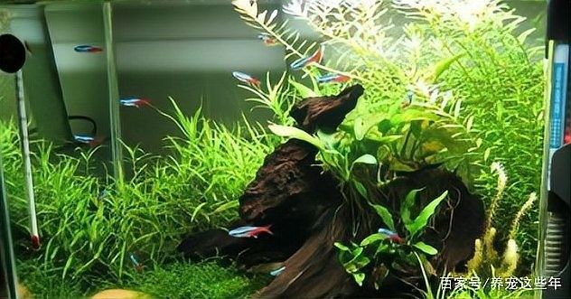 龍魚魚缸清洗需要多長時間？：【魚缸清洗方法】魚缸多久清洗一次