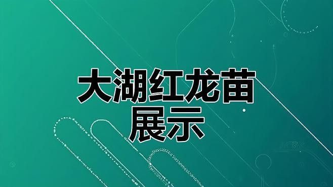 大湖紅龍魚幼魚如何挑選？：大湖紅龍魚幼魚如何挑選健康的紅龍魚幼魚的幾個關鍵步驟
