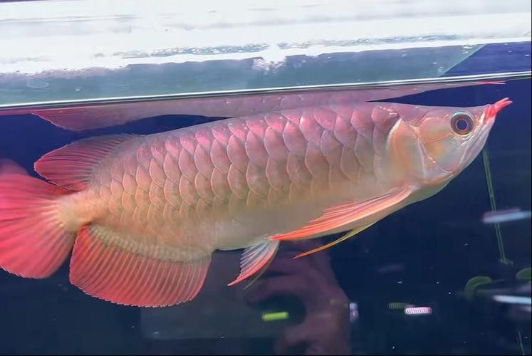 大湖紅龍魚幼魚如何挑選？：大湖紅龍魚幼魚如何挑選健康的紅龍魚幼魚的幾個關鍵步驟