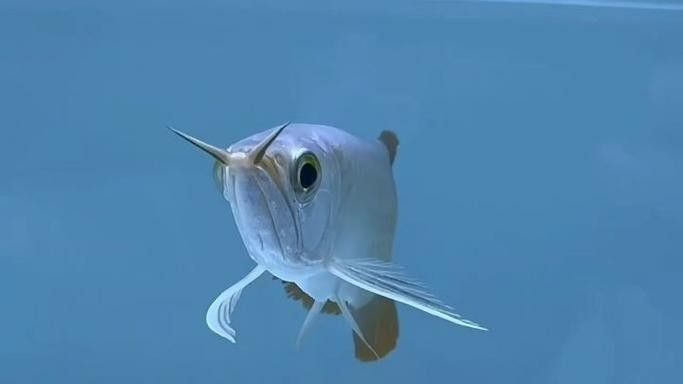大湖紅龍魚幼魚如何挑選？：大湖紅龍魚幼魚如何挑選健康的紅龍魚幼魚的幾個關鍵步驟