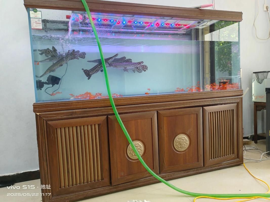 印尼虎魚混養最佳搭配：印尼虎魚和什么魚混養好