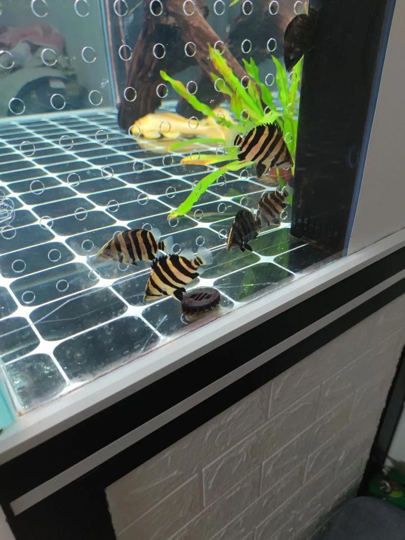 印尼虎魚混養最佳搭配：印尼虎魚和什么魚混養好