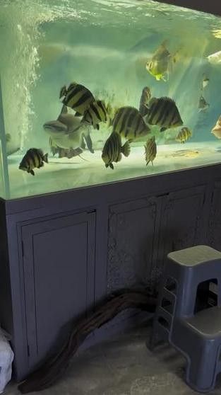 印尼虎魚混養最佳搭配：印尼虎魚和什么魚混養好