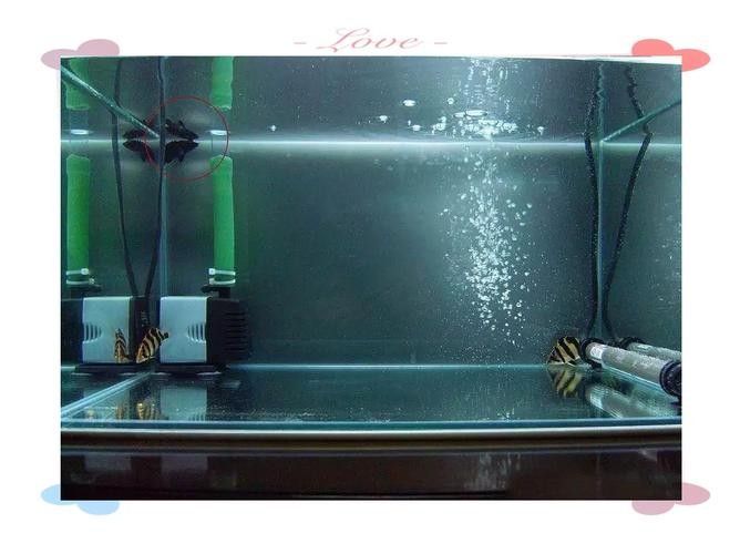 印尼虎魚混養最佳搭配：印尼虎魚和什么魚混養好