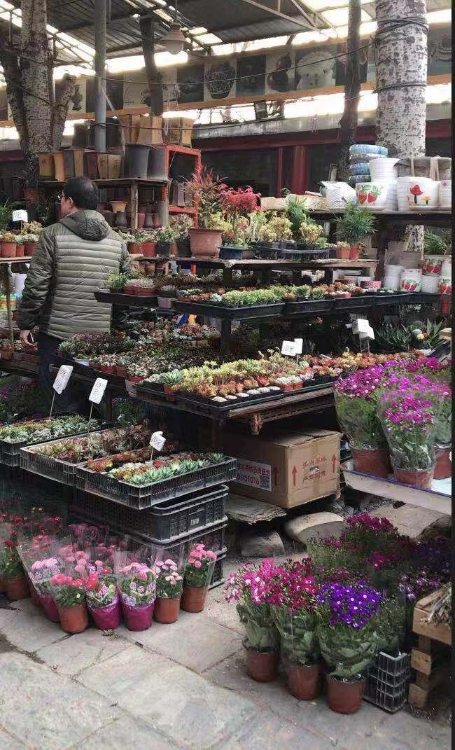 龍魚市場在哪里比較活躍：北京各大觀賞魚市場詳解