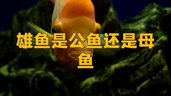 如何區分海水黃龍魚的雌雄：如何區分海水黃龍魚的雌雄？ 如何區分海水黃龍魚的雌雄：如何區分海水黃龍魚的雌雄？ 龍魚百科 第1張