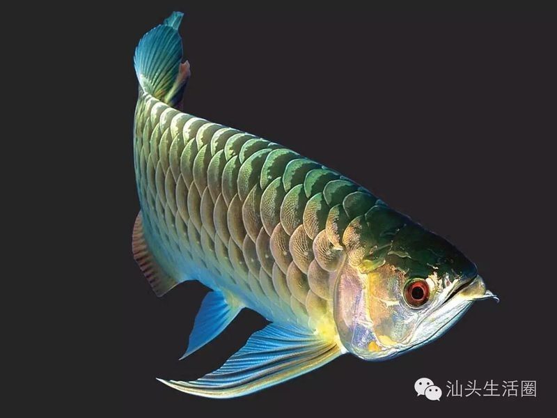 金龍魚適合哪些人養(yǎng)：什么人適合養(yǎng)金龍魚
