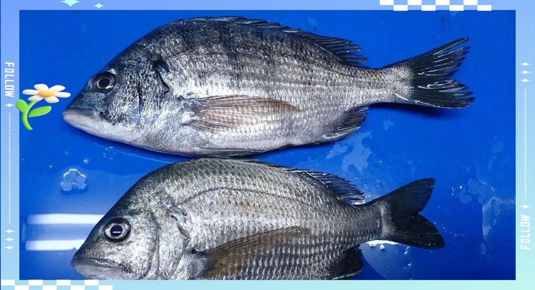 黑鱗和立鱗如何區(qū)分？：養(yǎng)魚筆記第2季87集:觀賞魚的炸鱗、立鱗、豎鱗