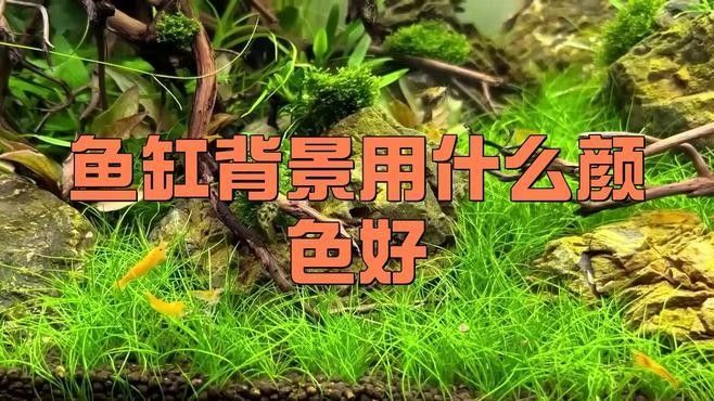 龍魚缸背景圖如何選擇？：魚缸背景圖的選擇